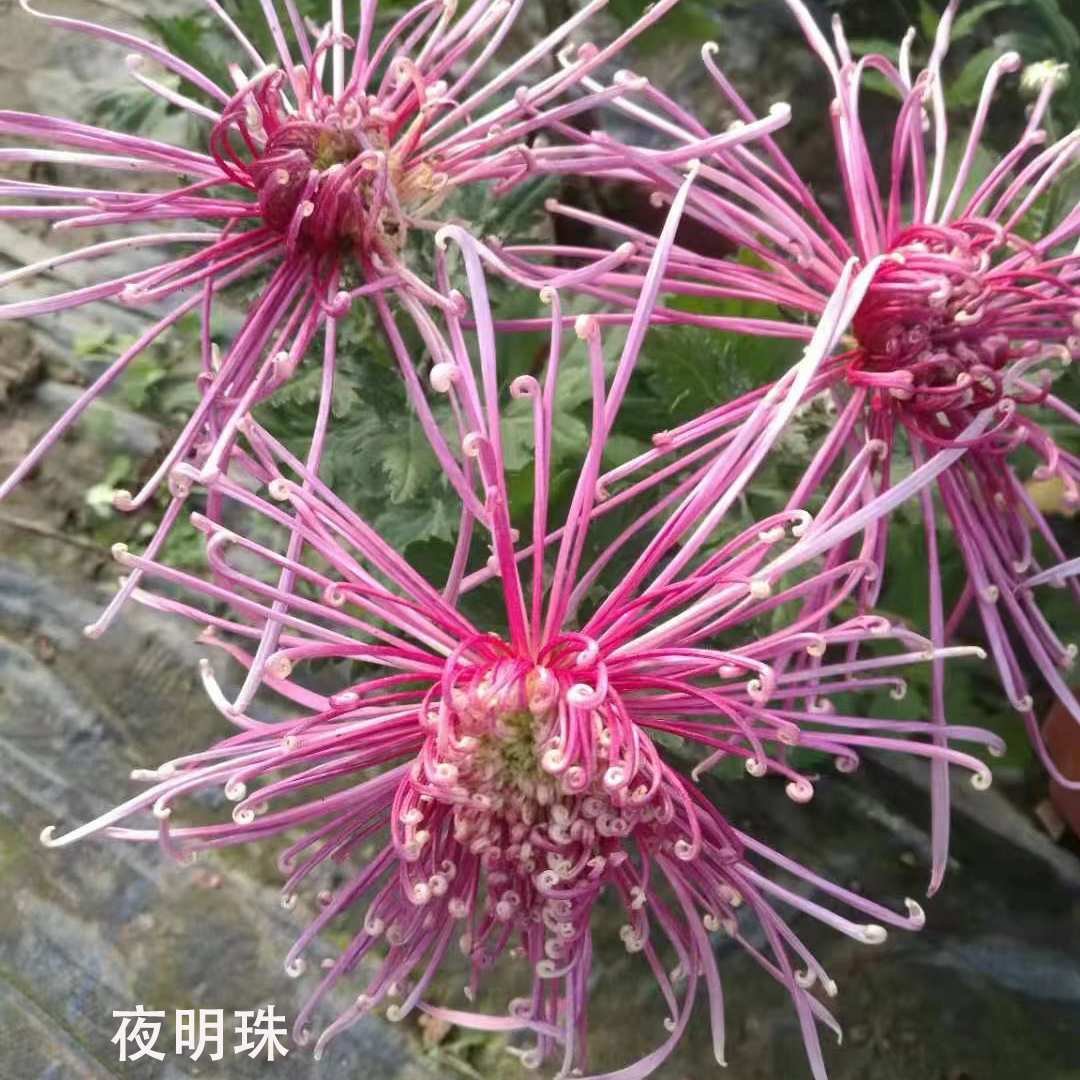 清见的翁 夜明珠品种菊花种苗预订