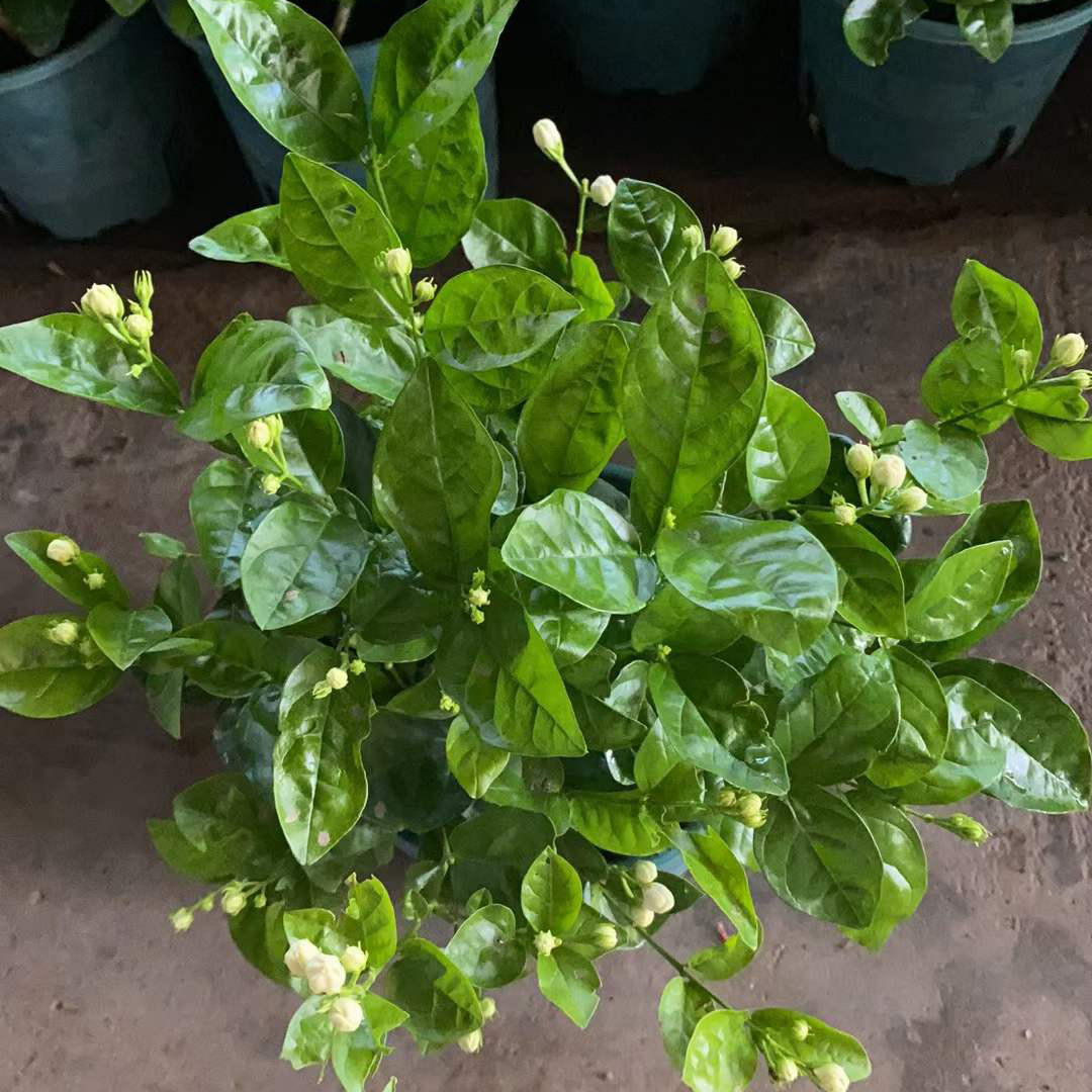 茉莉花