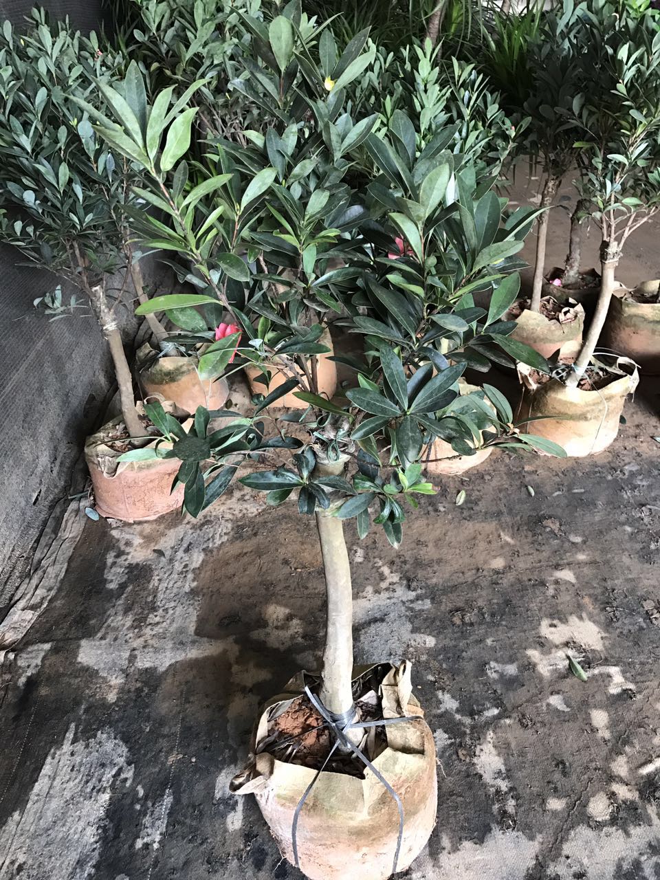 茶花（袋苗，杆粗3CM，高110CM左右）