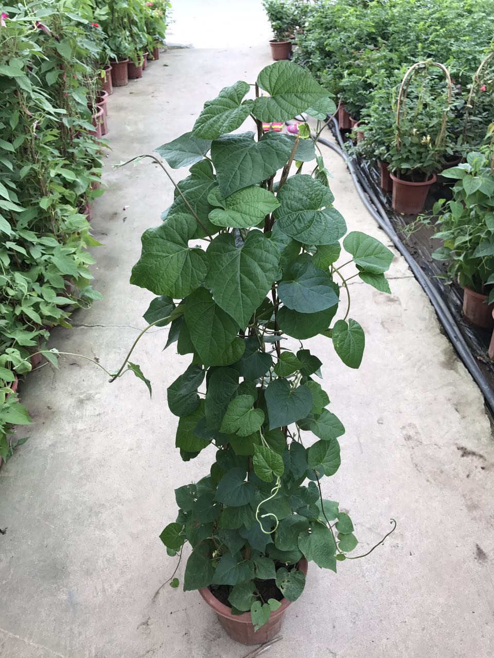 牵牛花（紫花）H100 G35 260#