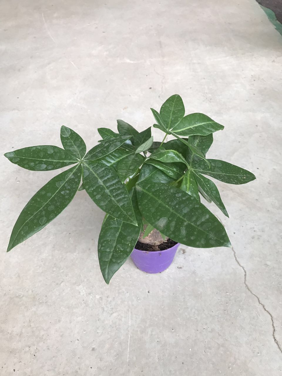 发财树（彩盆）