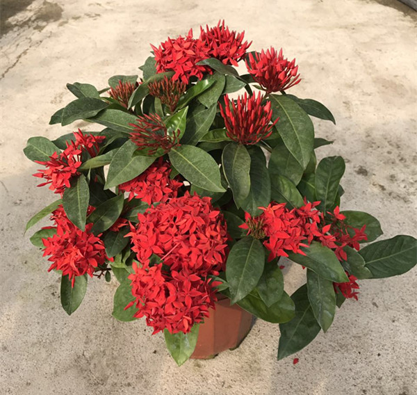 龙船花（红、黄）