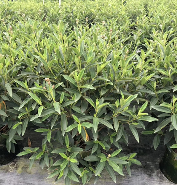 紫茎紫牡丹