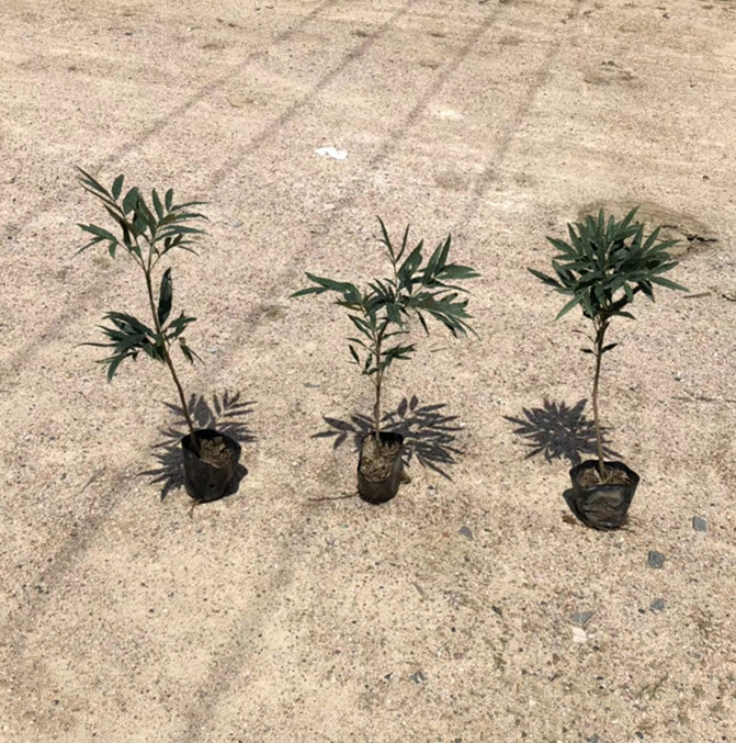 十大功劳 高40-50公分