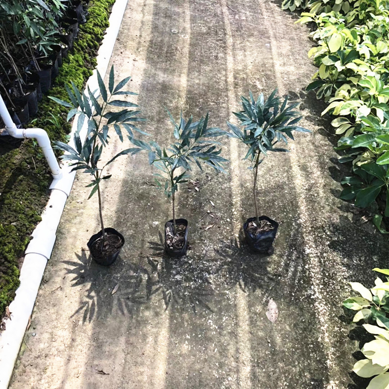 十大功劳 高40-50公分