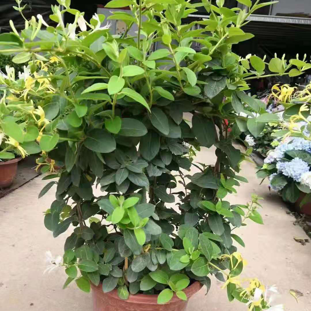 金银花