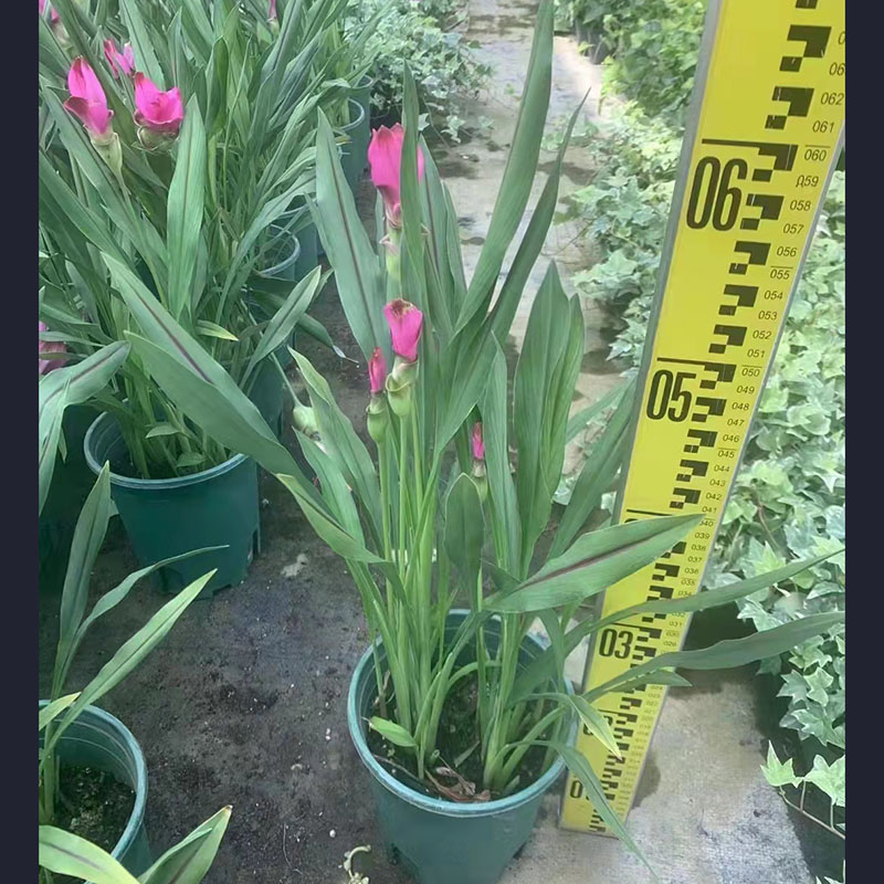 姜荷花