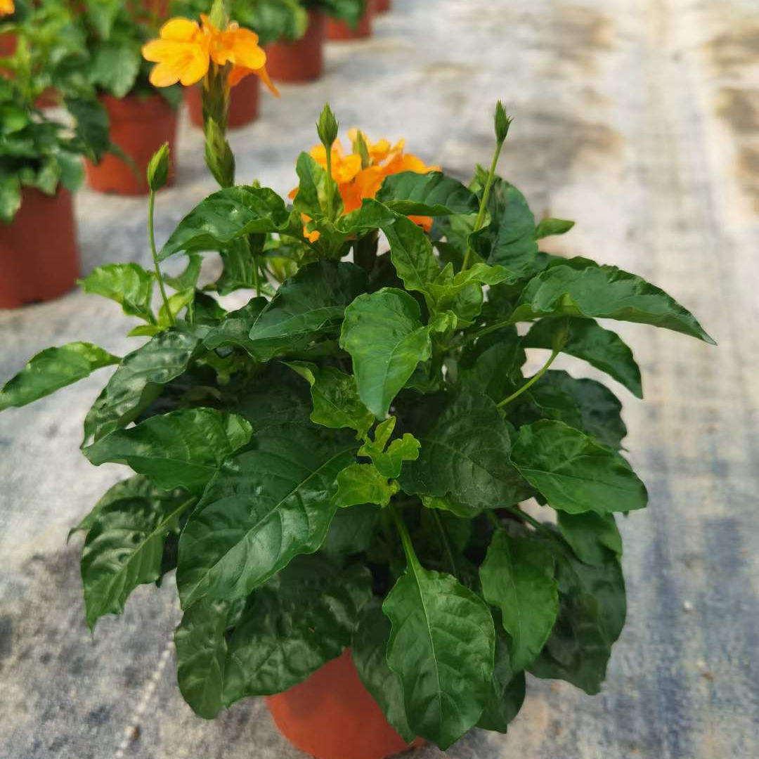鸟尾花