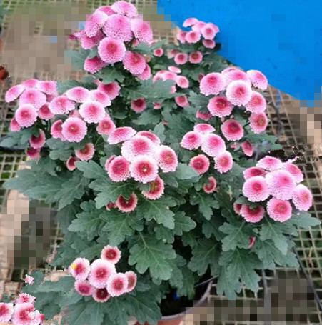 雏菊