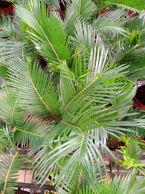 铁树