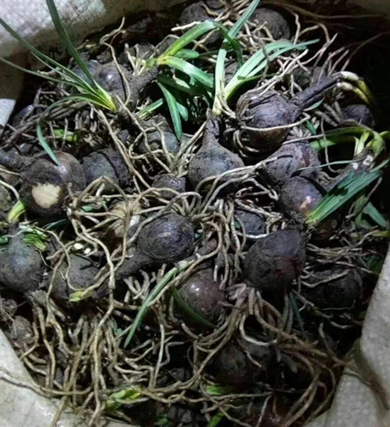 伊朗藏红花种球