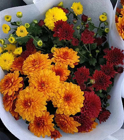 彩色如意菊