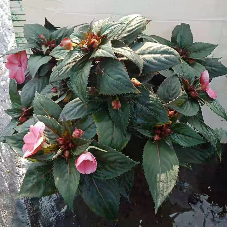 桑蓓斯凤仙140#