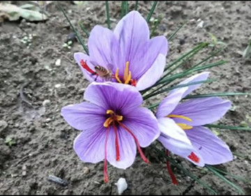藏红花种球