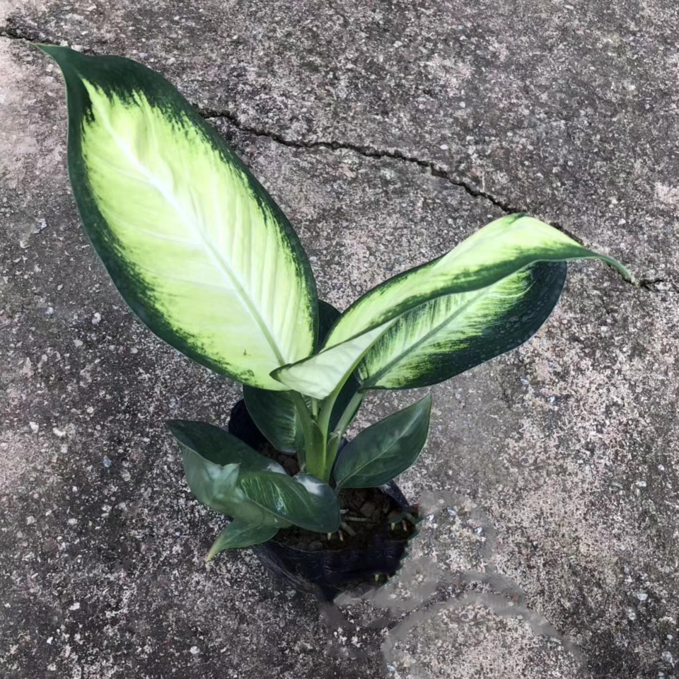 玛丽安（七斤袋）