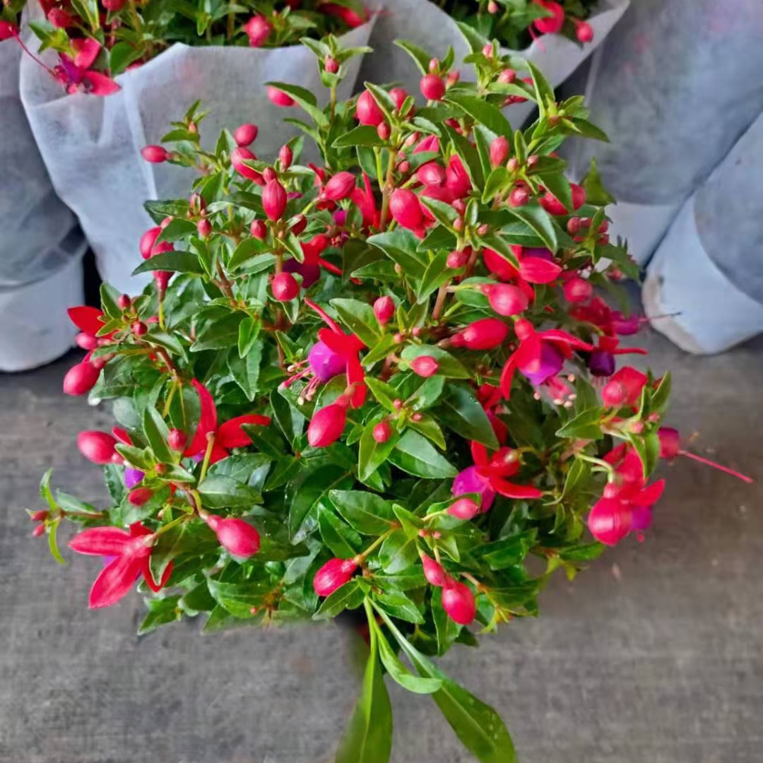 灯笼花