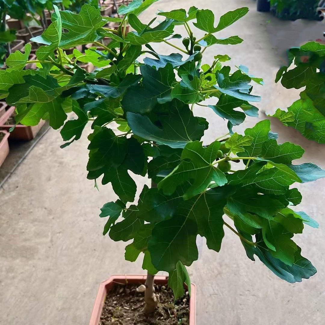 2加仑无花果棒棒糖