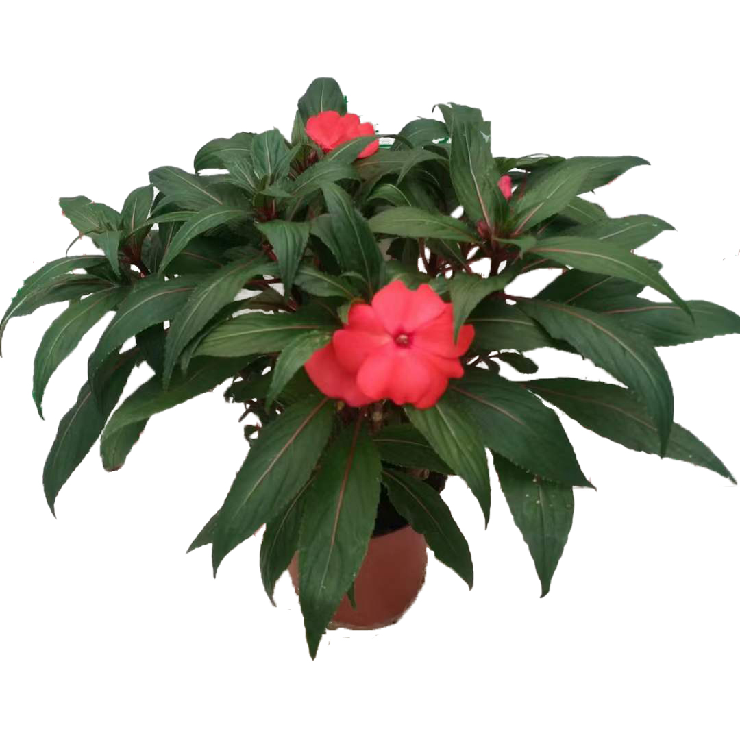 凤仙花