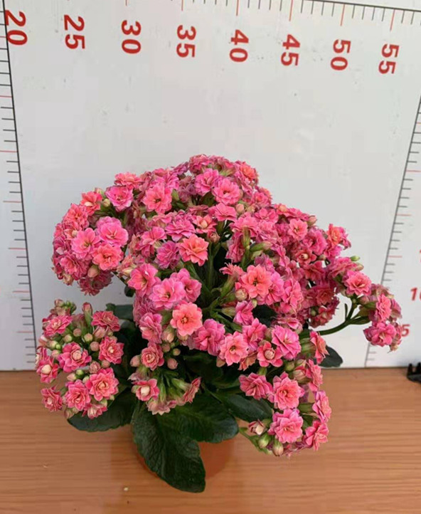 长寿花 各种颜色 各种规格