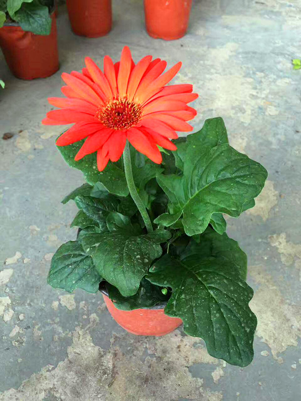非洲菊