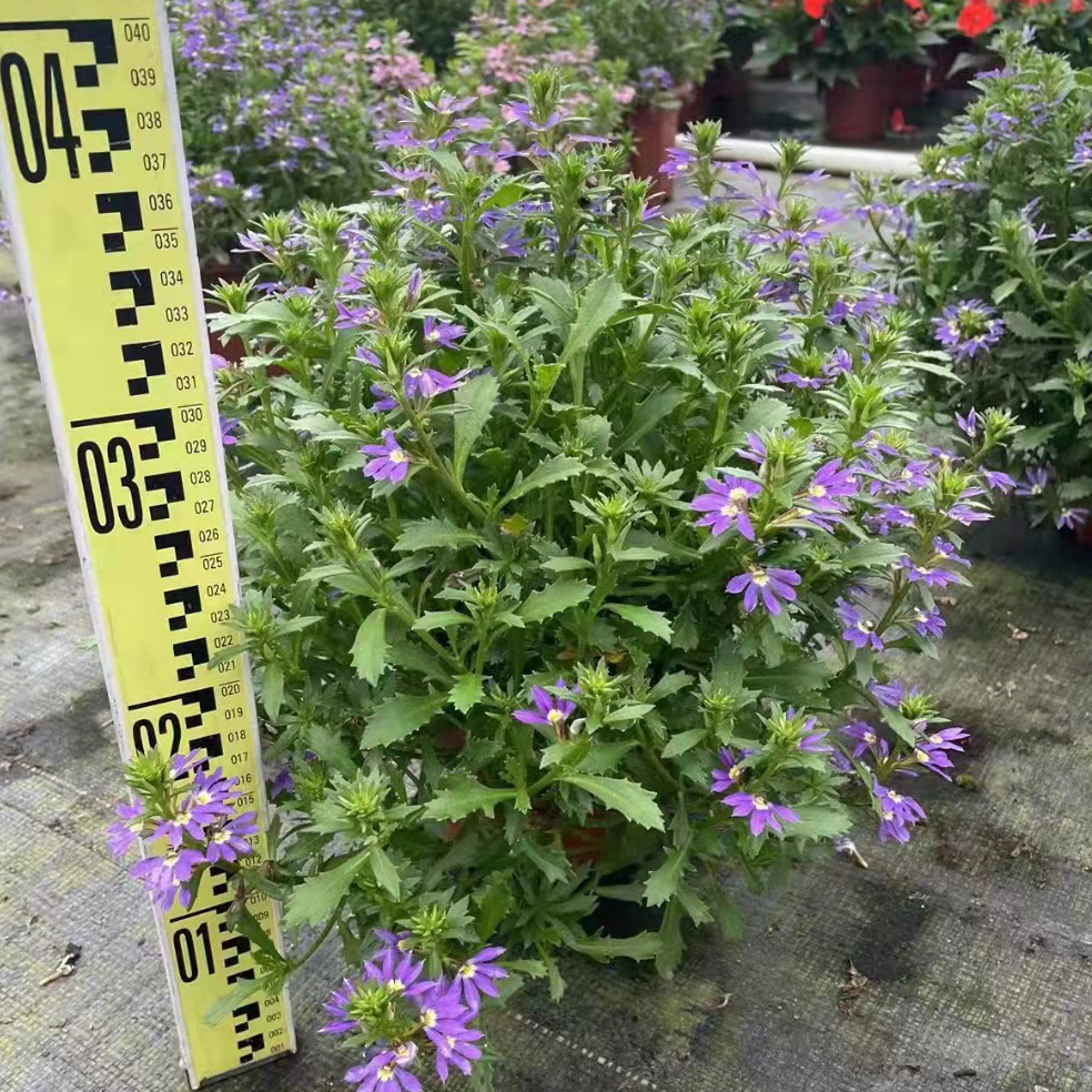 草海桐（紫扇花）230#