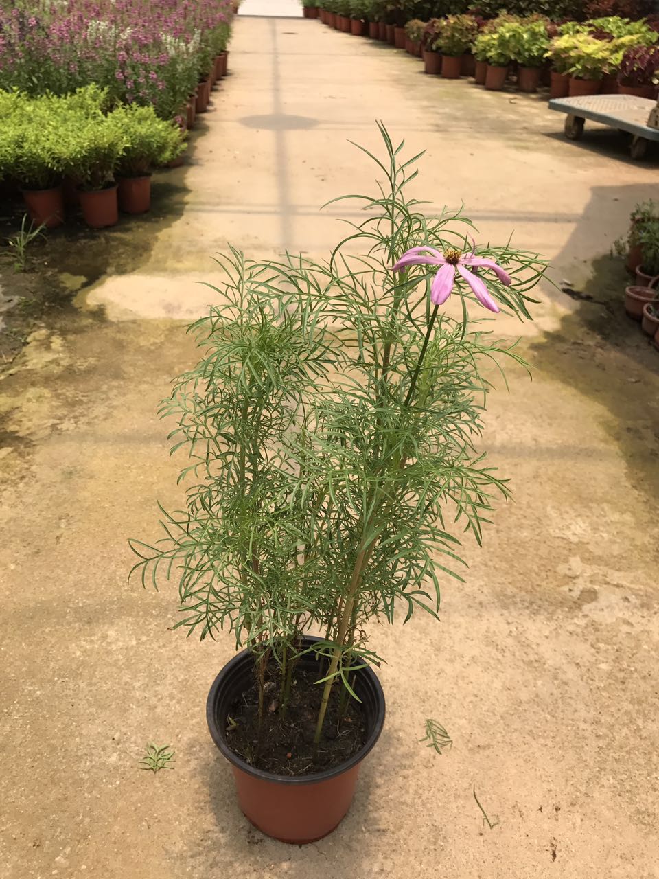 波斯菊150#H50 G30