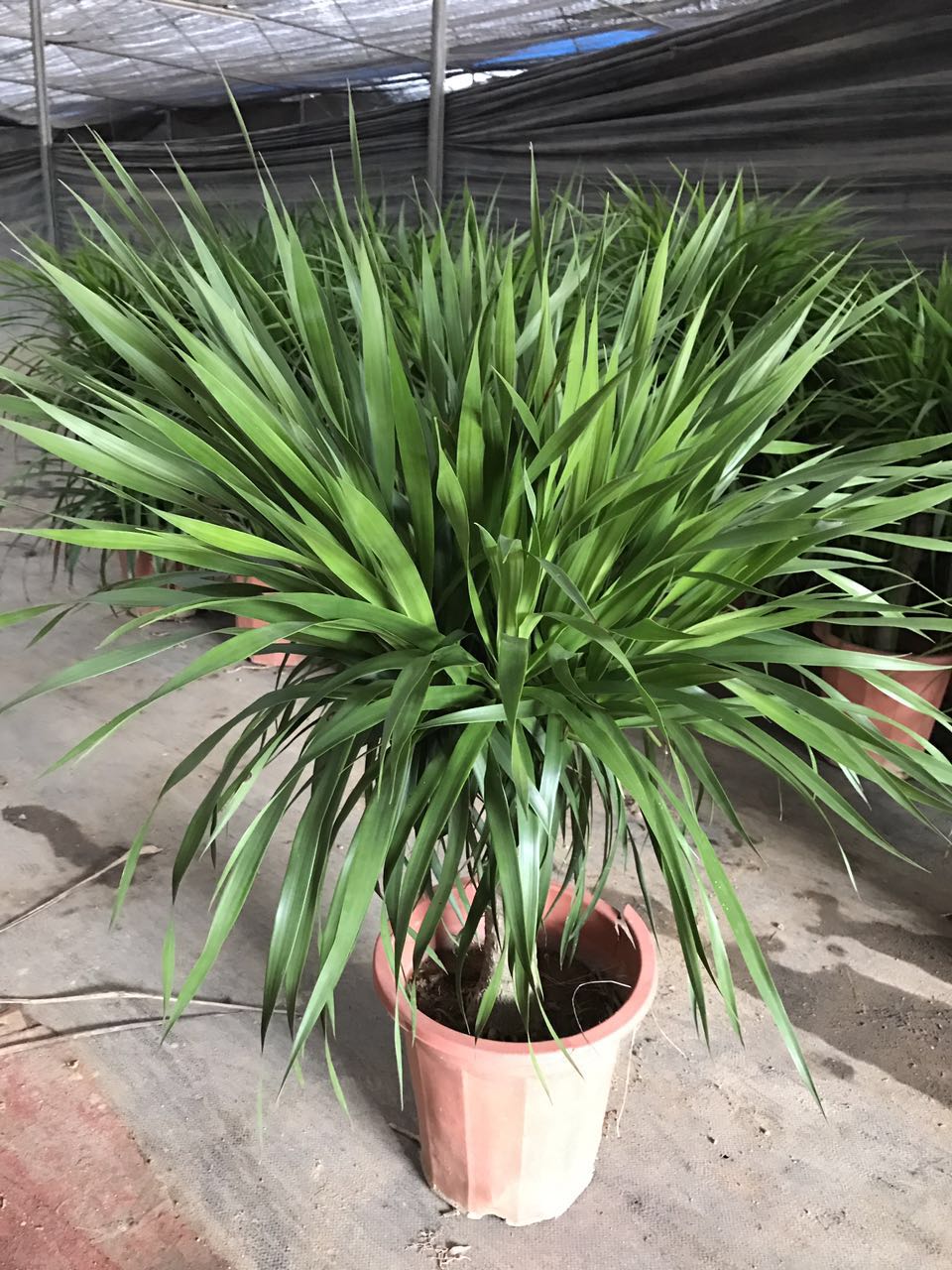 龙血树（单杆多头，高70CM左右）