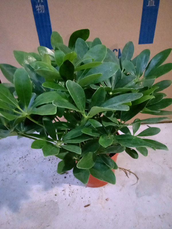 鸭脚木
