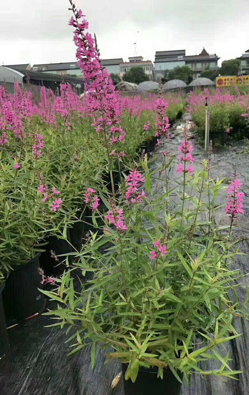 密花千屈菜