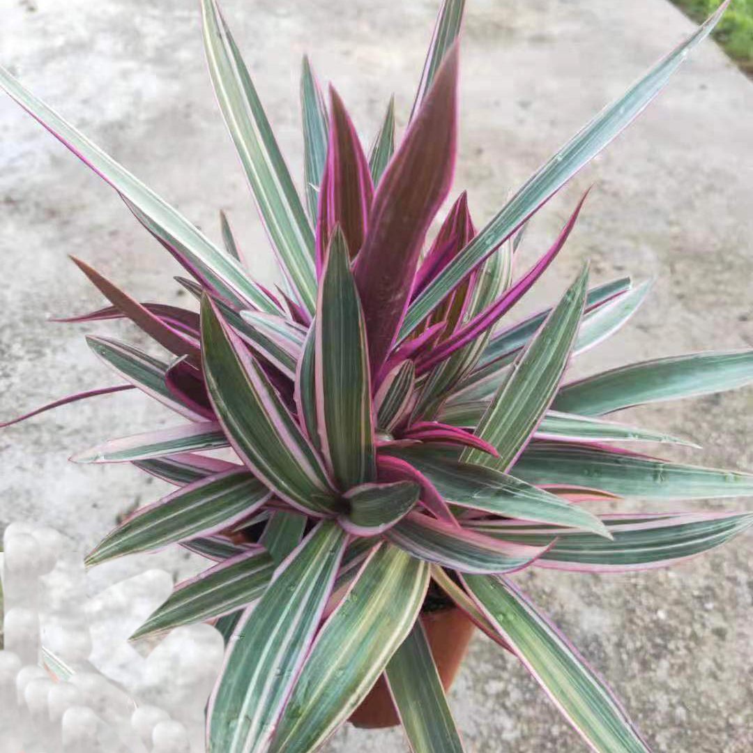 紫露兰