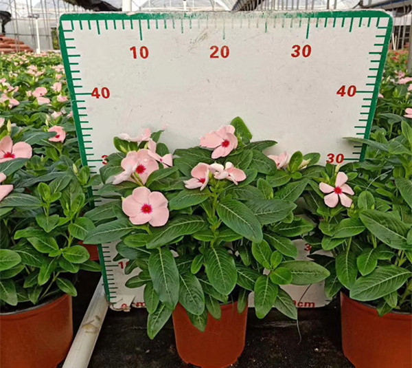 进口长春花