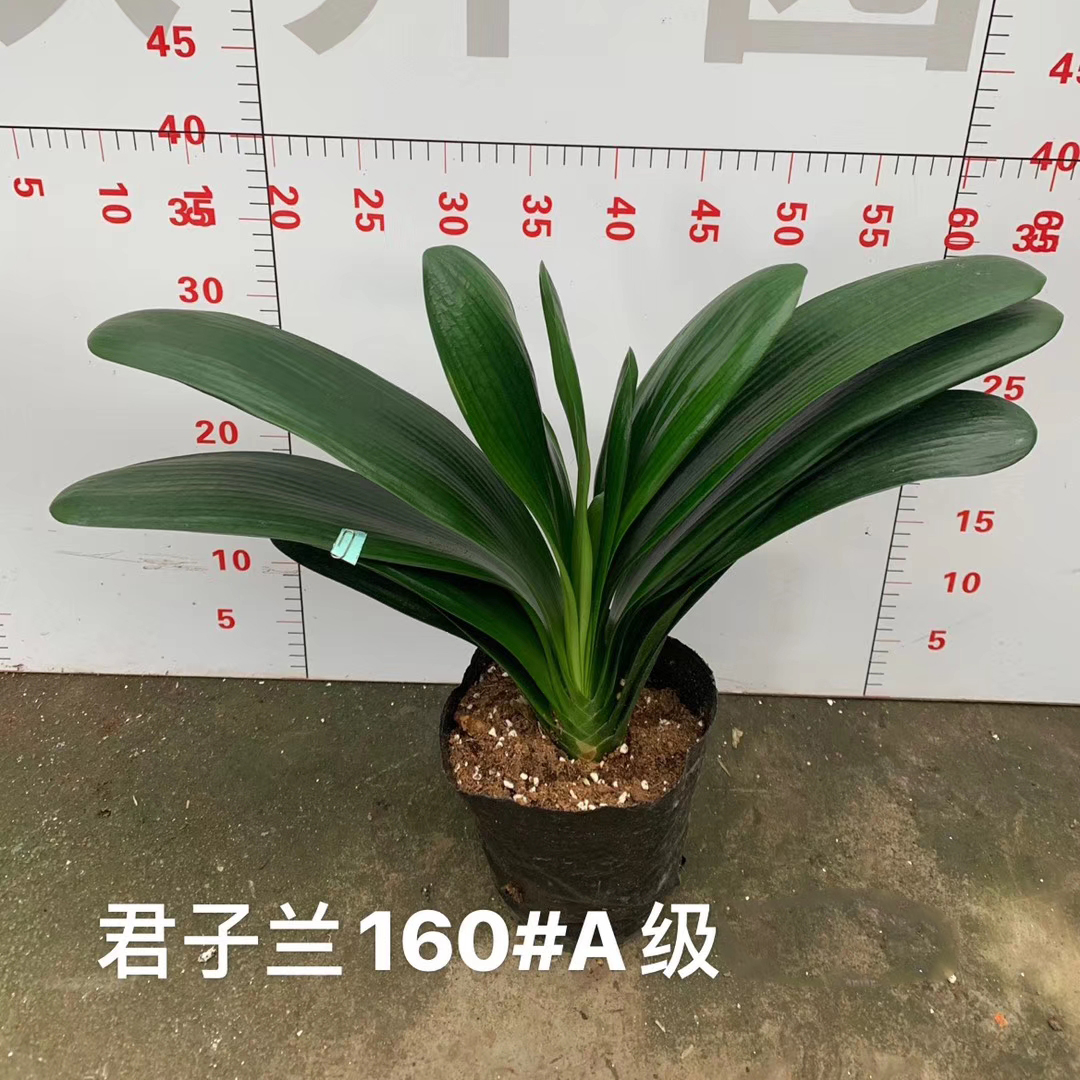 君子兰