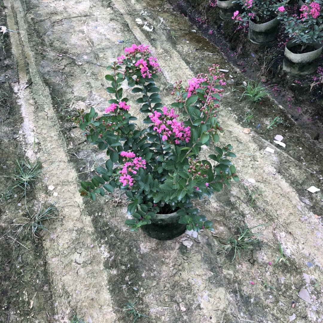 小叶紫薇 高50-60公分