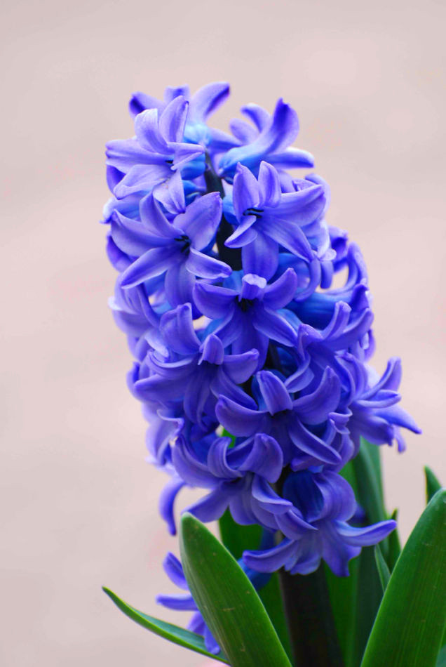 风信子（单球）