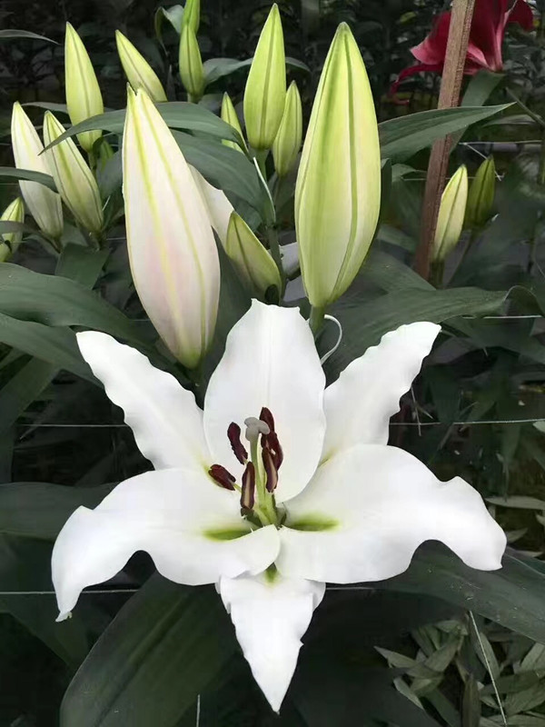 香水百合种球