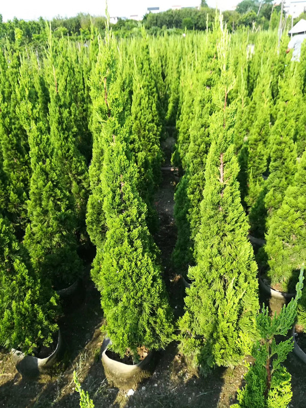 龙柏