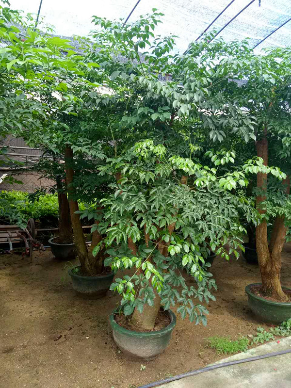 幸福树（2.3M）