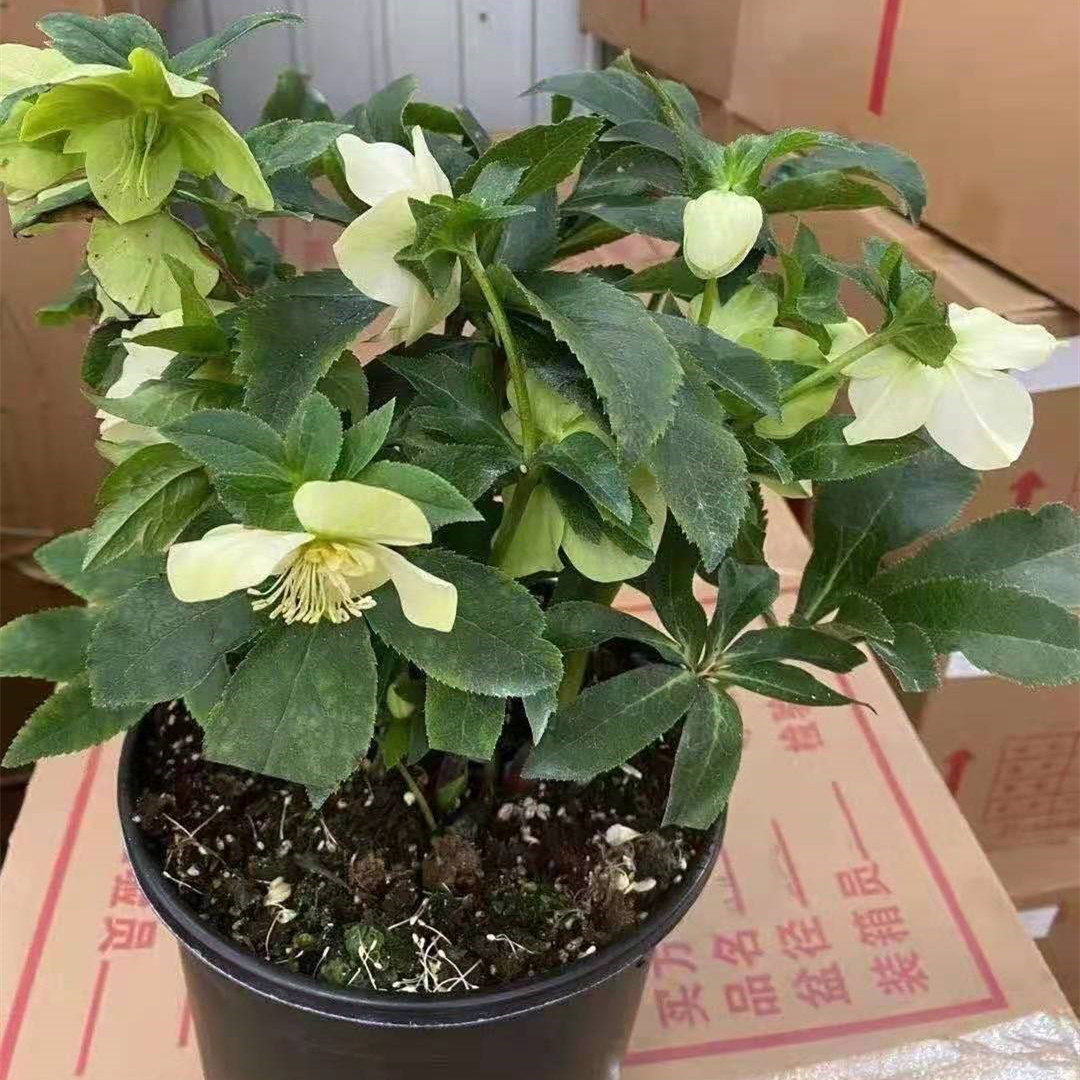 重瓣铁快子1加仑盆