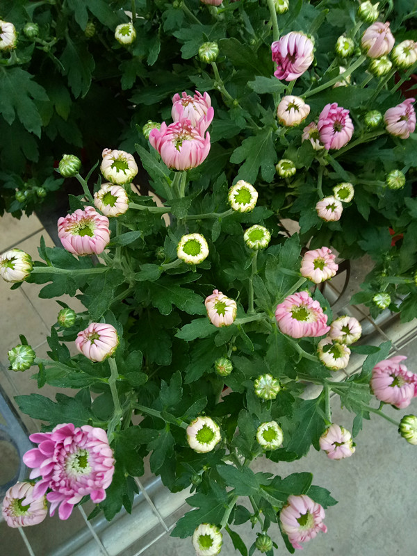 如意菊