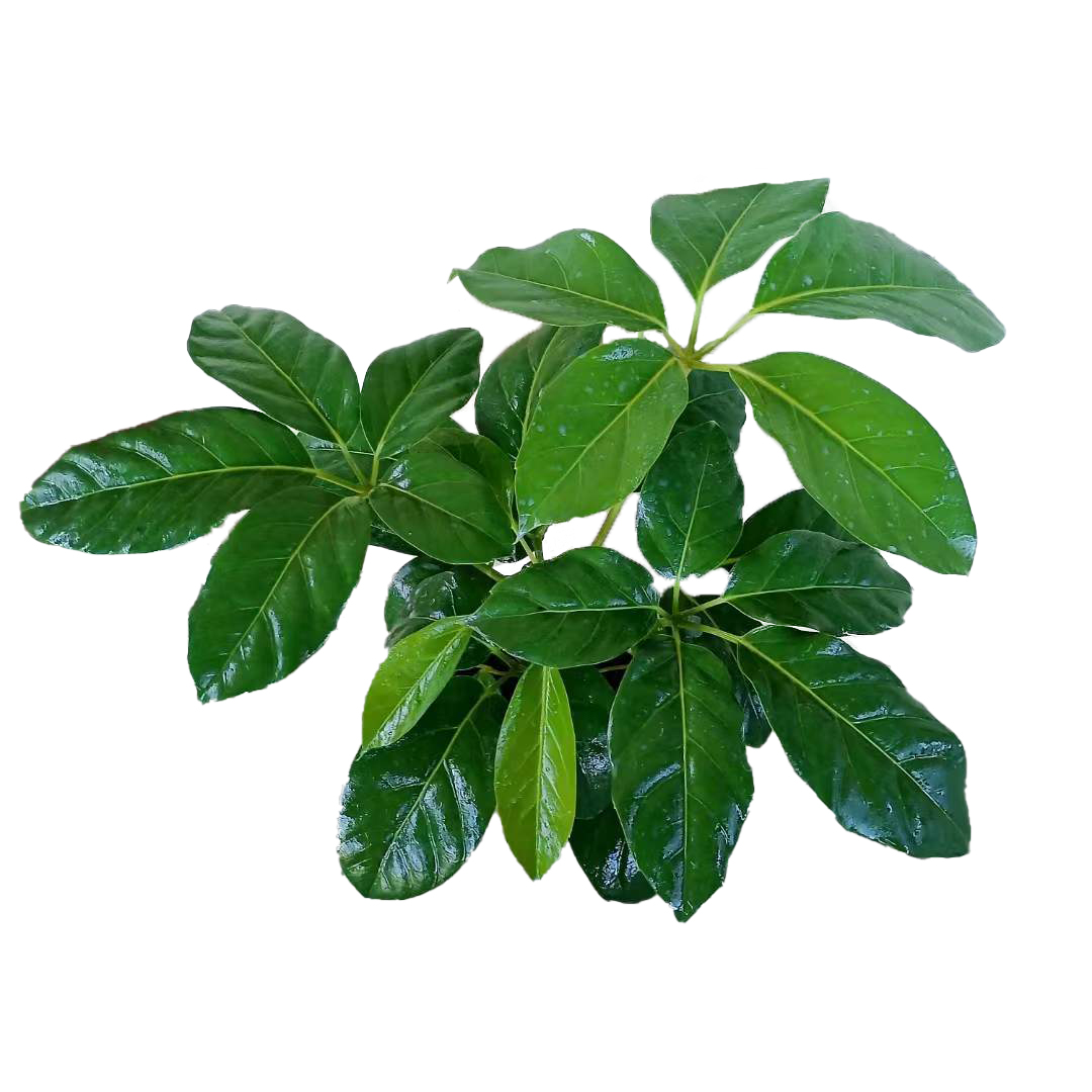 大叶伞