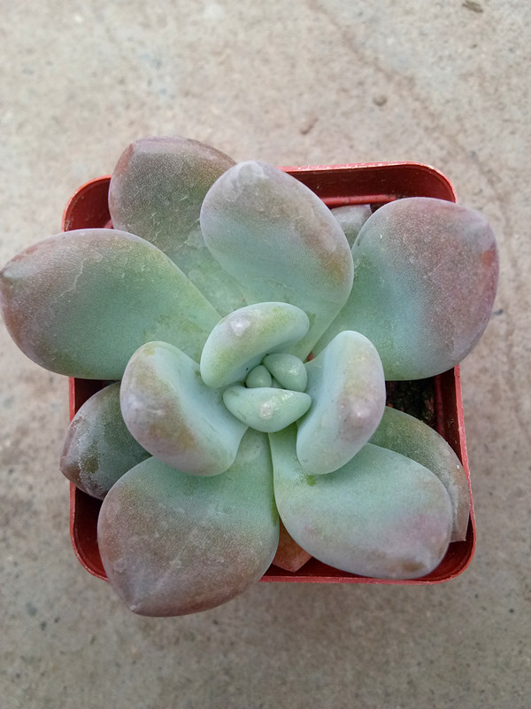 奥普琳娜