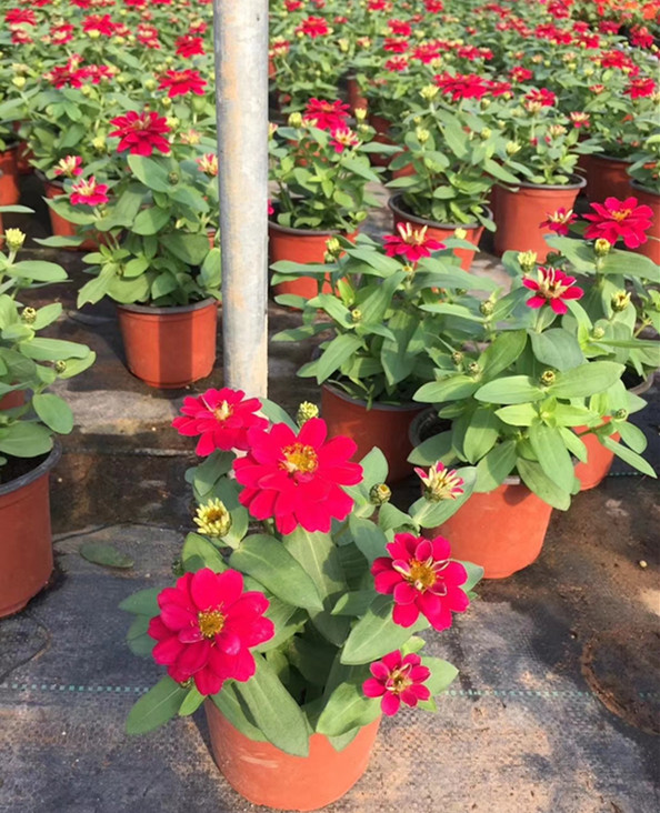 完美菊