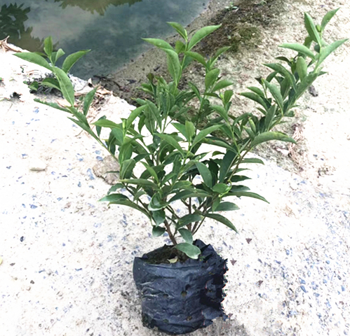 双色茉莉（7斤袋）