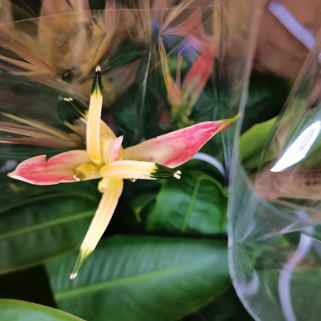 蝎尾蕉