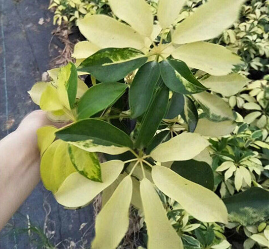 澳洲花叶鸭脚木5斤袋