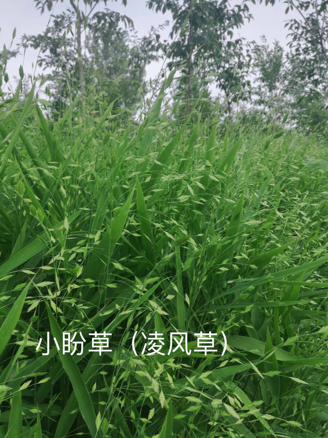 小盼草（凌风草）