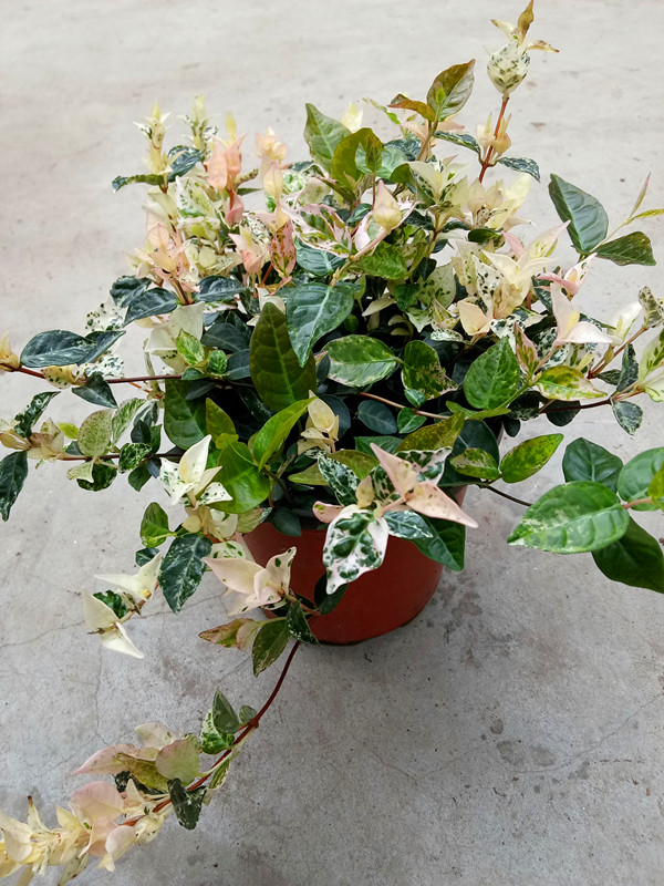 花叶落石