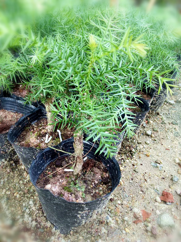 澳洲杉高度20CM左右(袋苗)