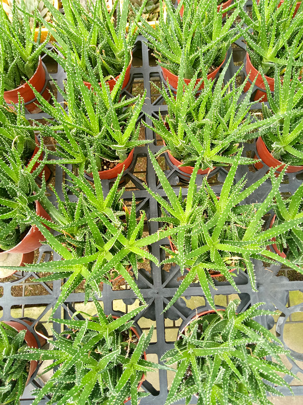 孔雀芦荟