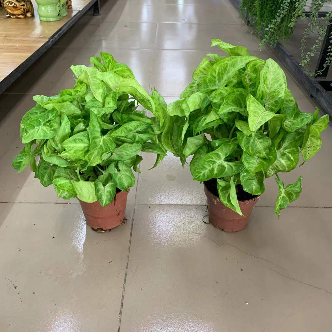 黄金童子合果芋